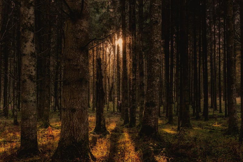 Mystic Glades