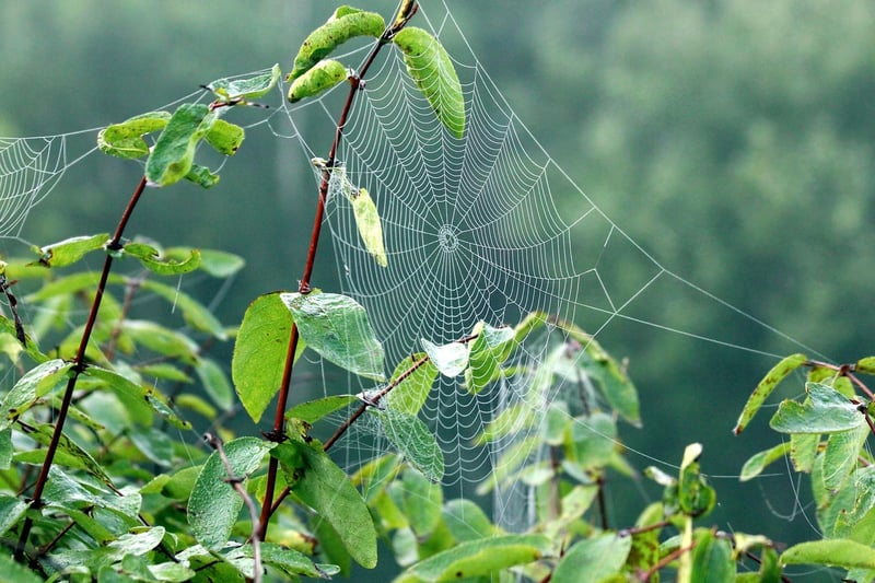 Spellbound Greenery