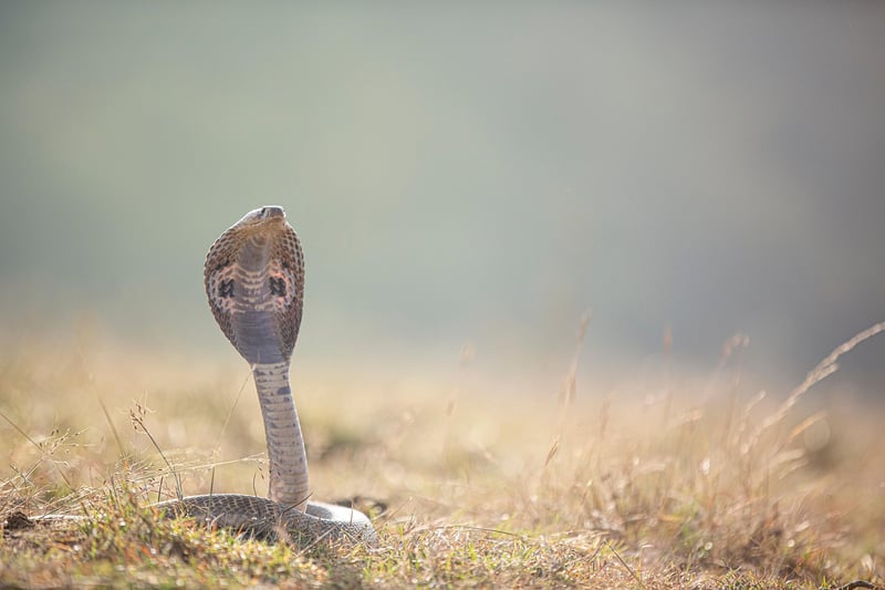 Cobra Lily