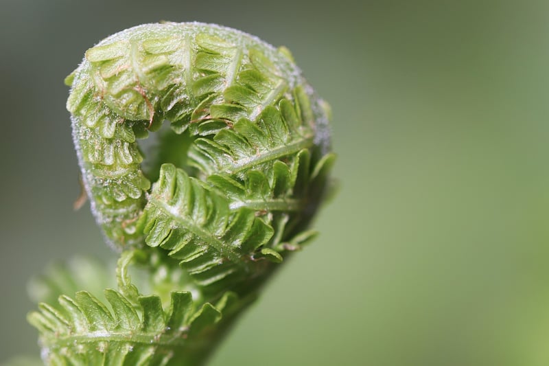 Fire Fern