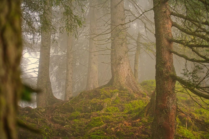 Mystic Glades