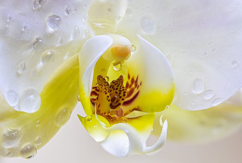 Ghost Orchid
